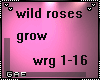GA wild roses grow