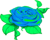 blue green rose