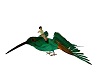 colibri animated