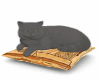 EGYPTIAN GREY CAT