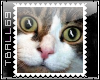 Cat Face Big Stamp