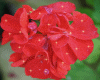 Red Flower Antimated