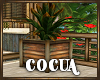 Cocua Deck Plant