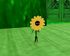 dancing daisy flower