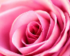 PinkRose