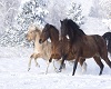 Horses In Winter