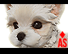 Adopt a Yorki 4