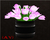 (AV) Pink Tulips