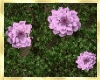 Flower Wall Vines 6