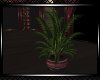 *Christmas Plant