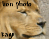 Lion Photo