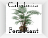 Caldonia Potted Palm G