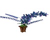 ~CBS~Blue Orchids
