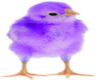 purple chick