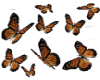 TF  Animated Butterflies