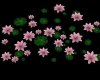 Pond Lillies~Pink