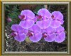 Orchid framed