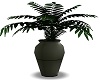 House Plant