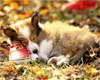 Collie Puppy sleeping