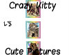 Crazy Kitty Cute Picts 5