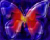 butterflys for love