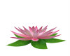 (SS)Lotus Blossom Kiss