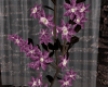 Violet flower - long