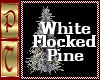 White Flocked Pine