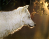 White Wolf Profile XL