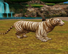 Safari Tiger