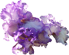 Purple Iris Particles