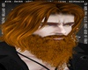 Ginger Gilga Beard