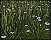 *Y* Animated Grass