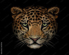 Leopards Paddle
