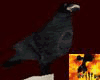 Evil Pallas Bust Crow