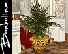 *B* Regal Potted Palm