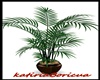 KT PALM PLANT 3