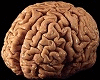 my girlfriends brain