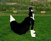 Border Collie Large Tail