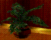 Potted Plant