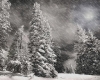 ~GgB~ Winter Pines