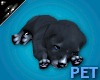 Pitbull Puppy Pet ~ MM