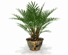 Egyptian Plant
