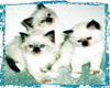 Noekula Kittens Sticker