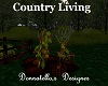 country living tomato,s