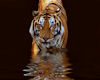 Tiger Sticker Water