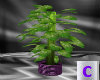 Tropical Potted Plant 4