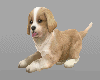 K puppy