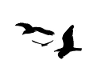 [ML]birds flying filler2