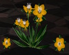 [CI]Columbine Yellow